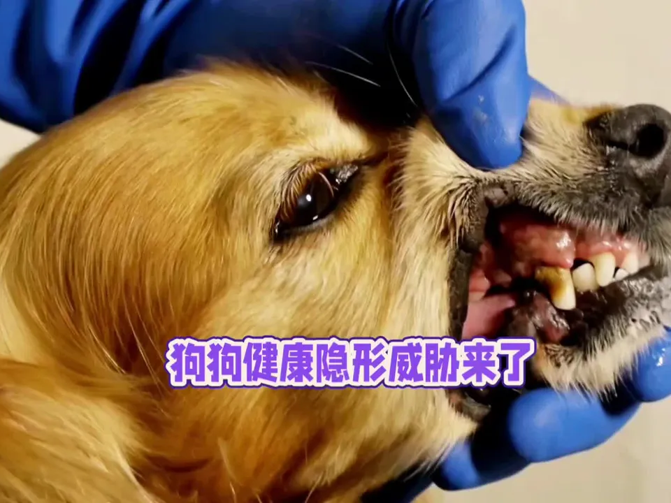 犬钩虫病图片