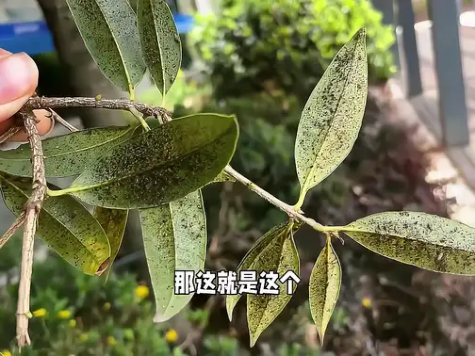 桂花树虫害图片及防治图片