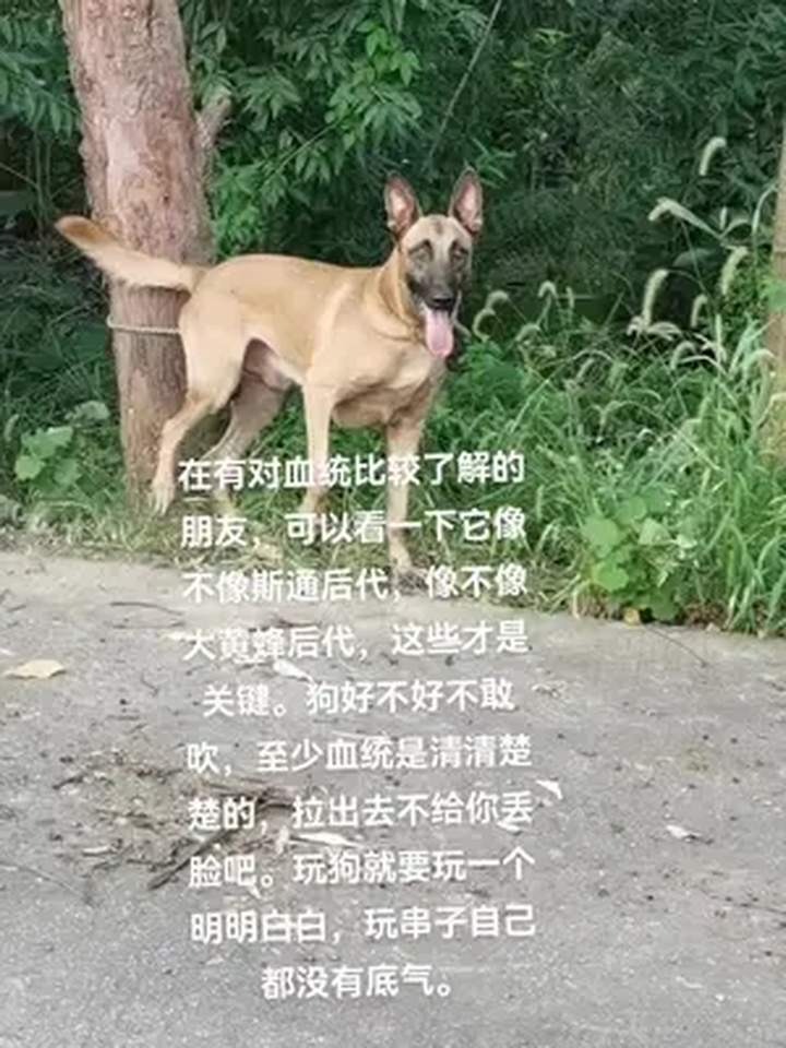 马犬大黄蜂图片